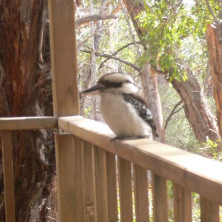 The Ledge Holiday House Villa Halls Gap Exterior foto