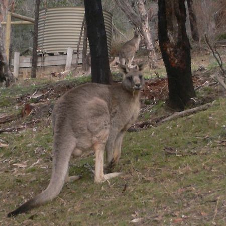 The Ledge Holiday House Villa Halls Gap Exterior foto